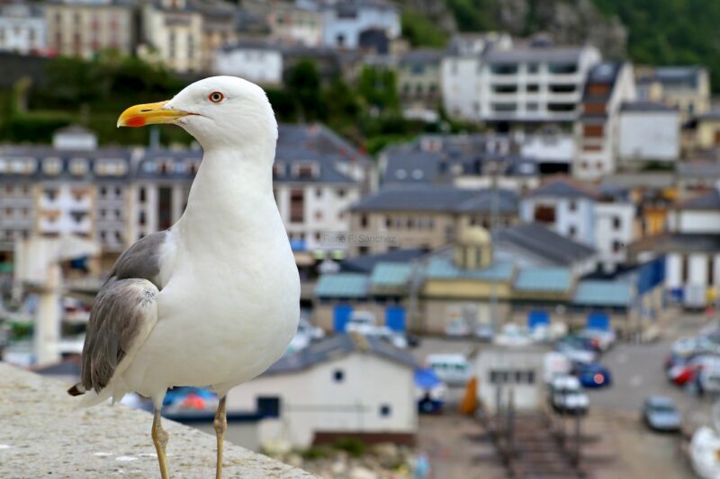 Gaviota en Luarca